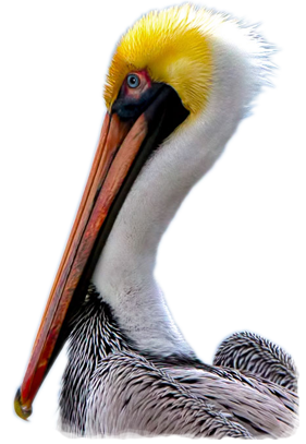 Pelican